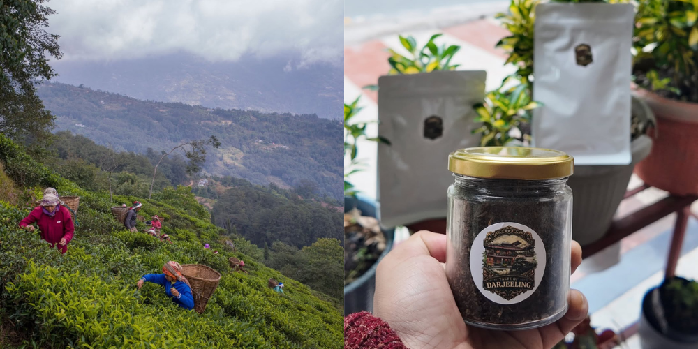 Why Darjeeling Tea Is Known as the “Champagne of Teas” Worldwide