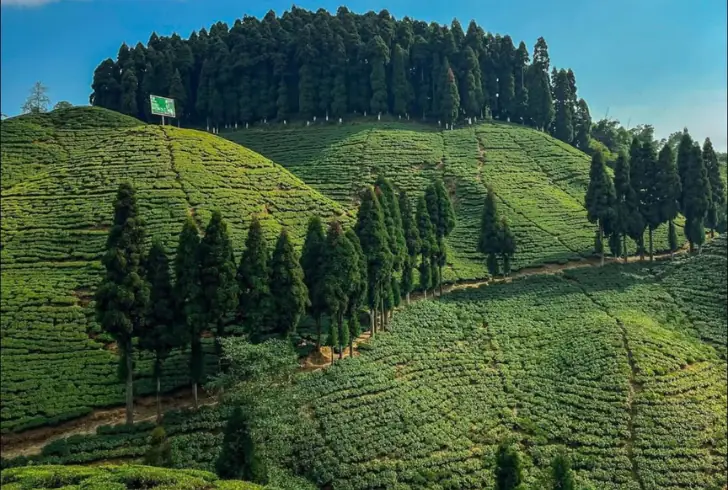 Darjeeling tea gardens in Himalayan foothills
