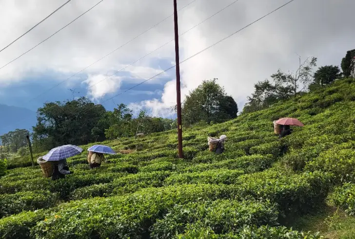 Workers hand-pick Darjeeling tea leaves